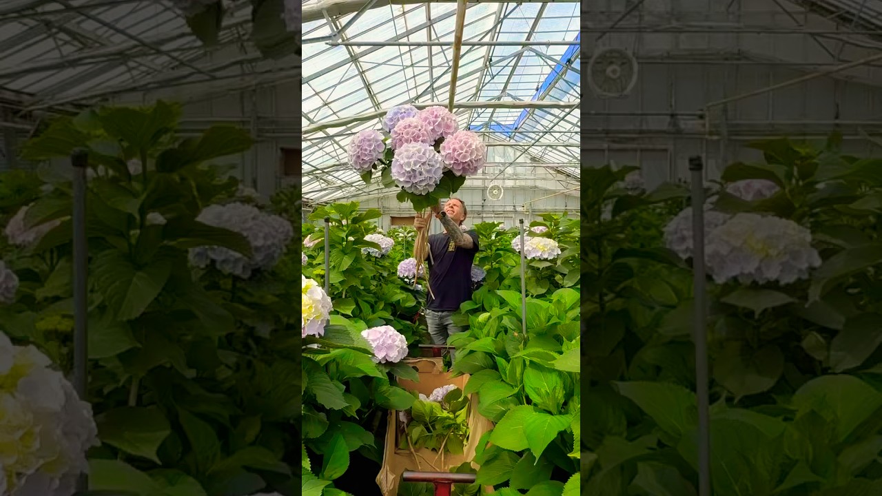 best hydrangeas in the world #hydrangea#hortensia#гортензія#гортензия#garden#flowers#macrophylla