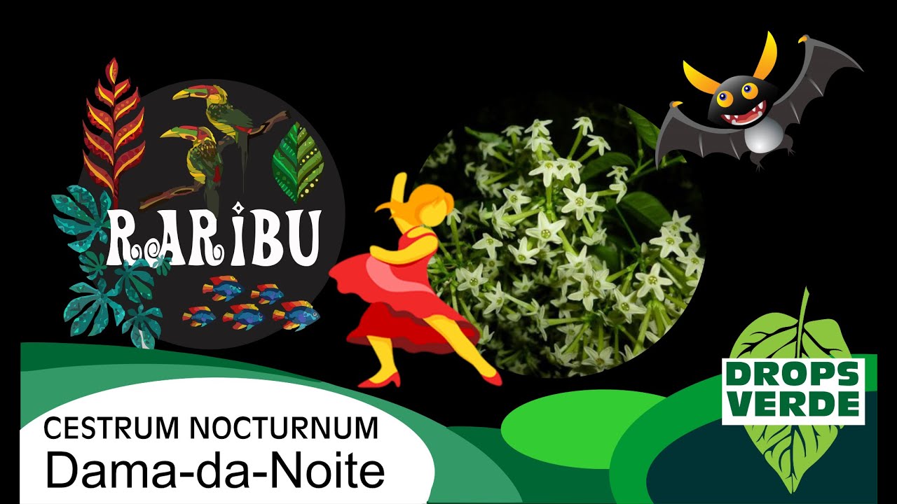 Dama-da-Noite (Cestrum Nocturnum)