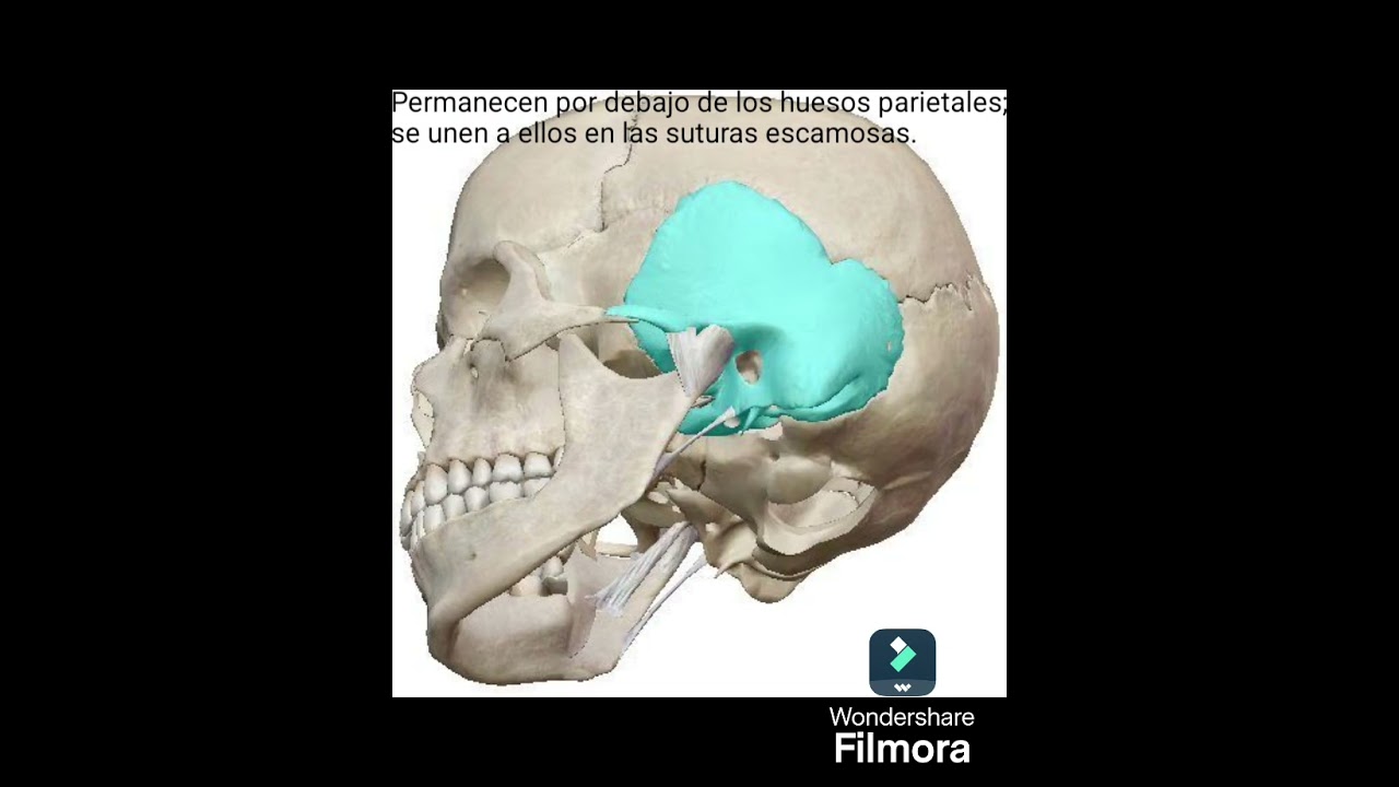 test de anatom&iacute;a humana