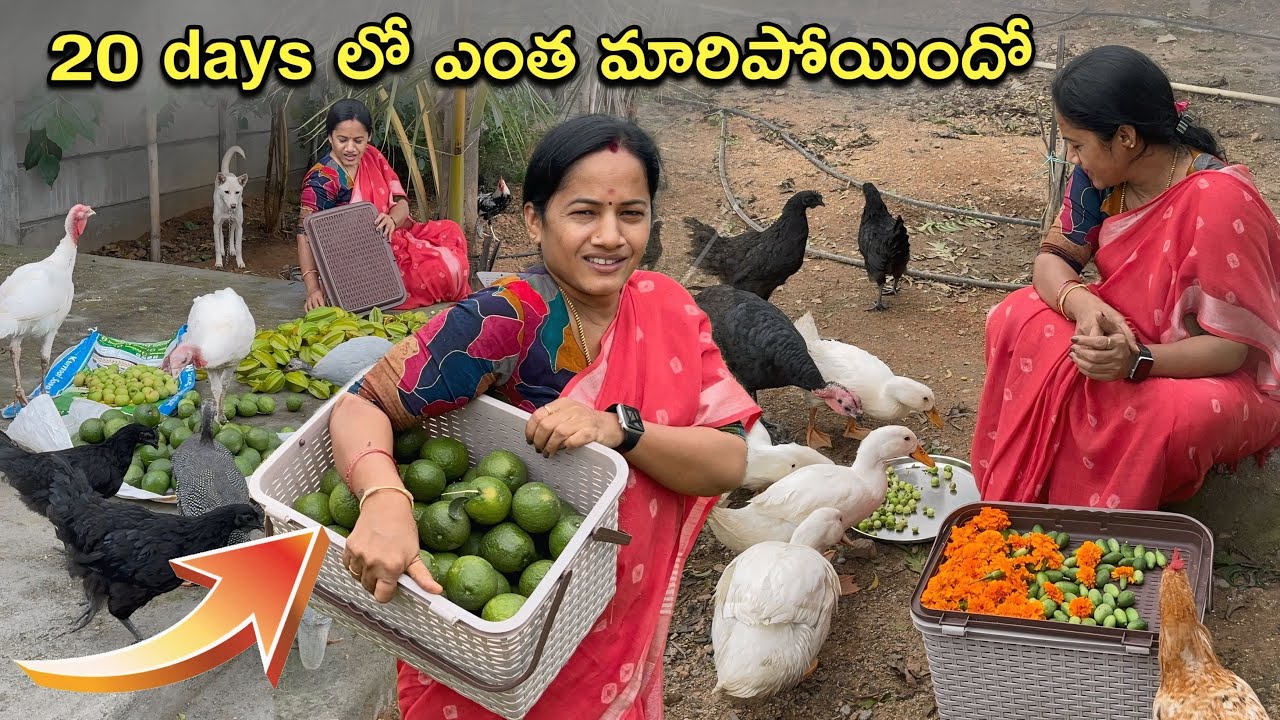 ల్యాండ్ అప్డేట్స్ మరియు హార్వెస్టింగ్🤩🥰 #youtube #farmland #farming #farmer #farmlife #farm 🥰