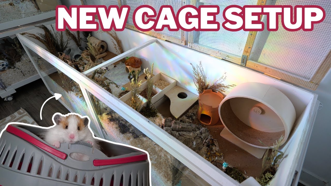 My Hamster's NEW Cage Setup