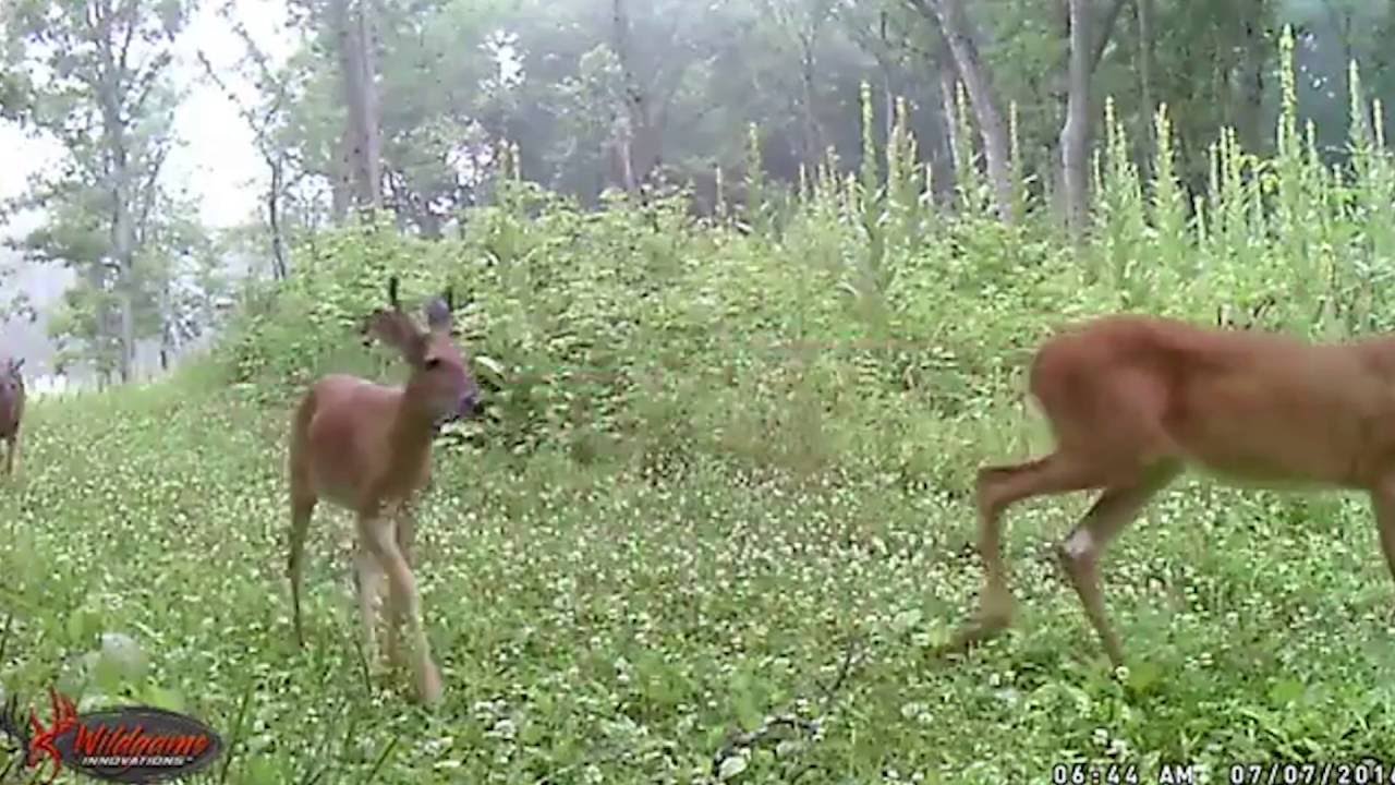 Why Do Bucks Form Bachelor Groups?
