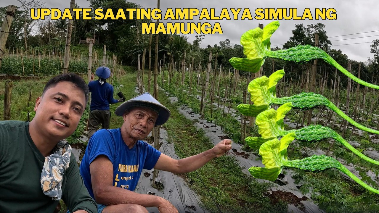 MATAGAL  DIN NATIN ININTAY ANG PAG BULAKLAK NG ATING AMPALAYA NAG BUNGA DIN ANG ATING PANAGHIRAPAN
