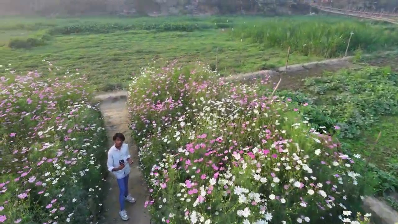 Cosmos garden