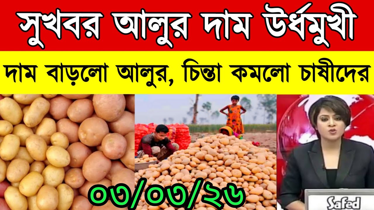 আজকের আলুর বাজার মূল্য/india potato news West bangal/Potato price today west bengal