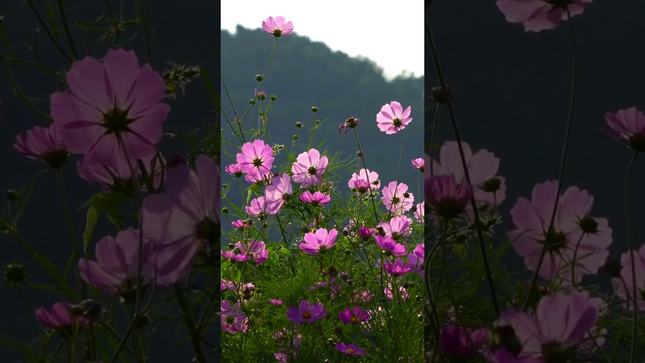 Flower Serenity: Your Path to Relaxation Through Soothing Music | Flower Serenity in Relaxation