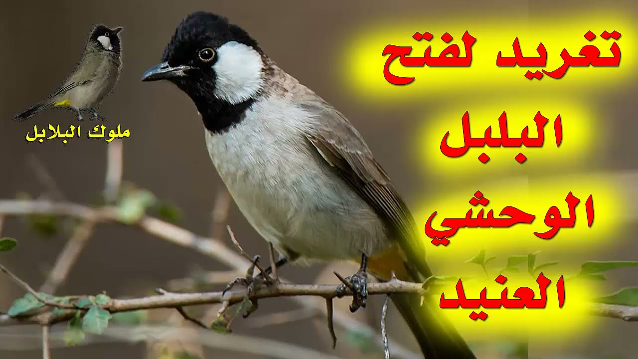 تغريد بلبل عراقي لفتح البلبل الوحشي العنيد