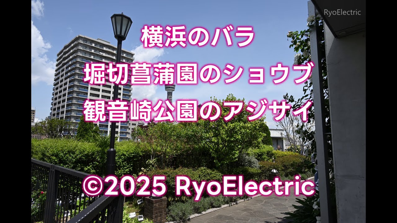 横浜のバラ・堀切菖蒲園のショウブ・観音崎公園のアジサイ