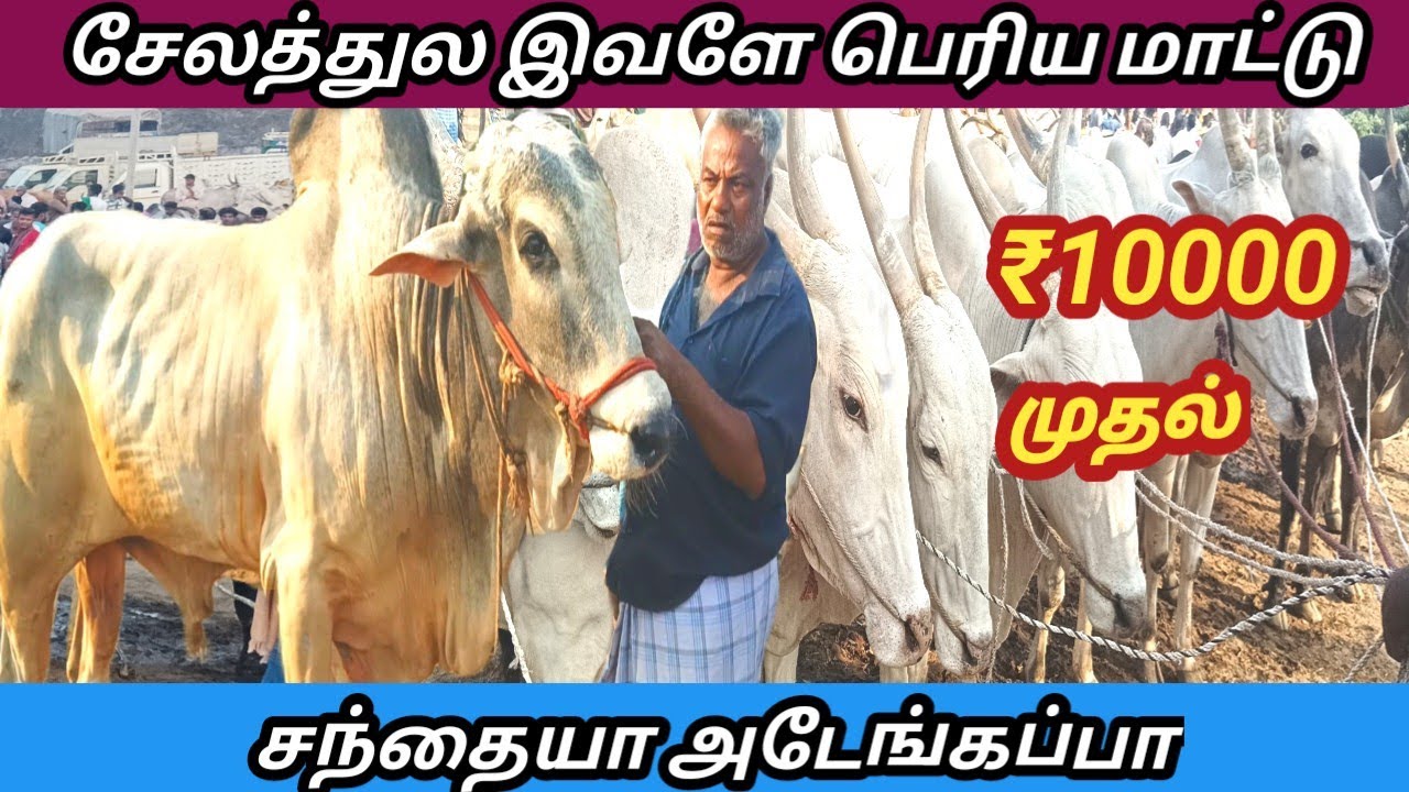 சேலம் முத்துநாயக்கன்பட்டி மாட்டு சந்தை நிலவரம்|salem muthunaickenpatti cow market #salem #cow market