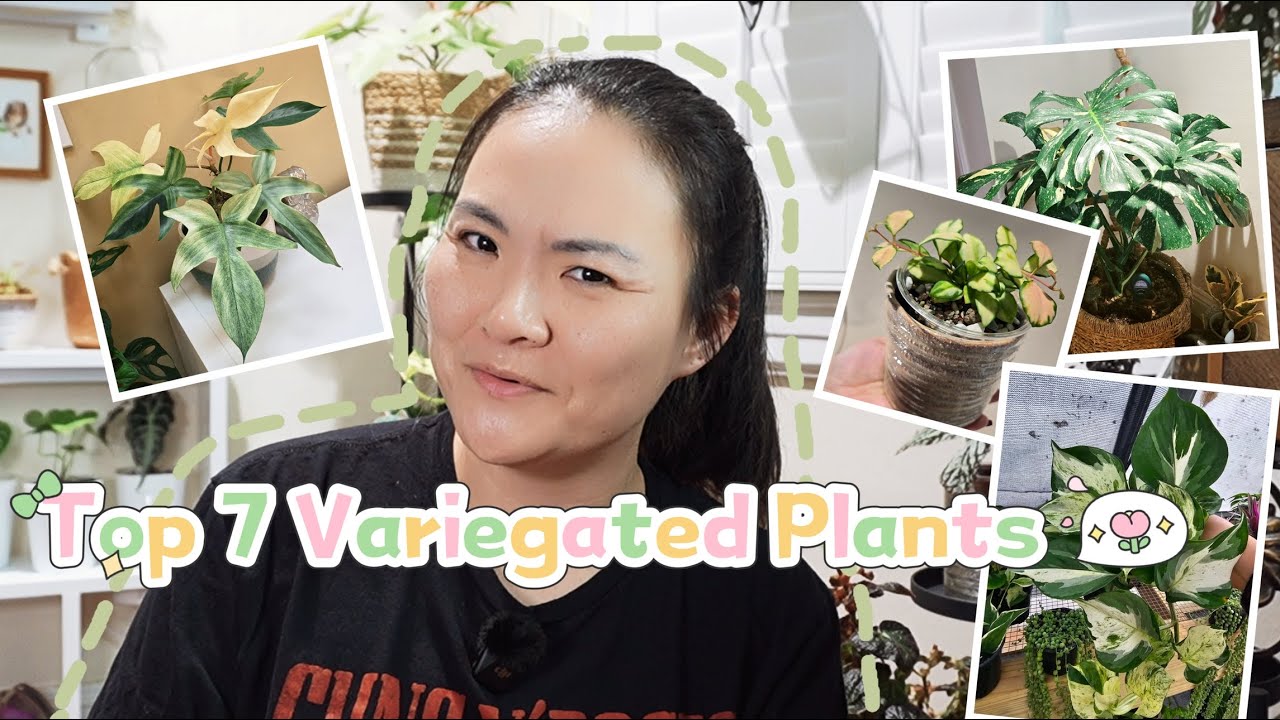 Top 7 Variegated Plants | Care guide and some fails
