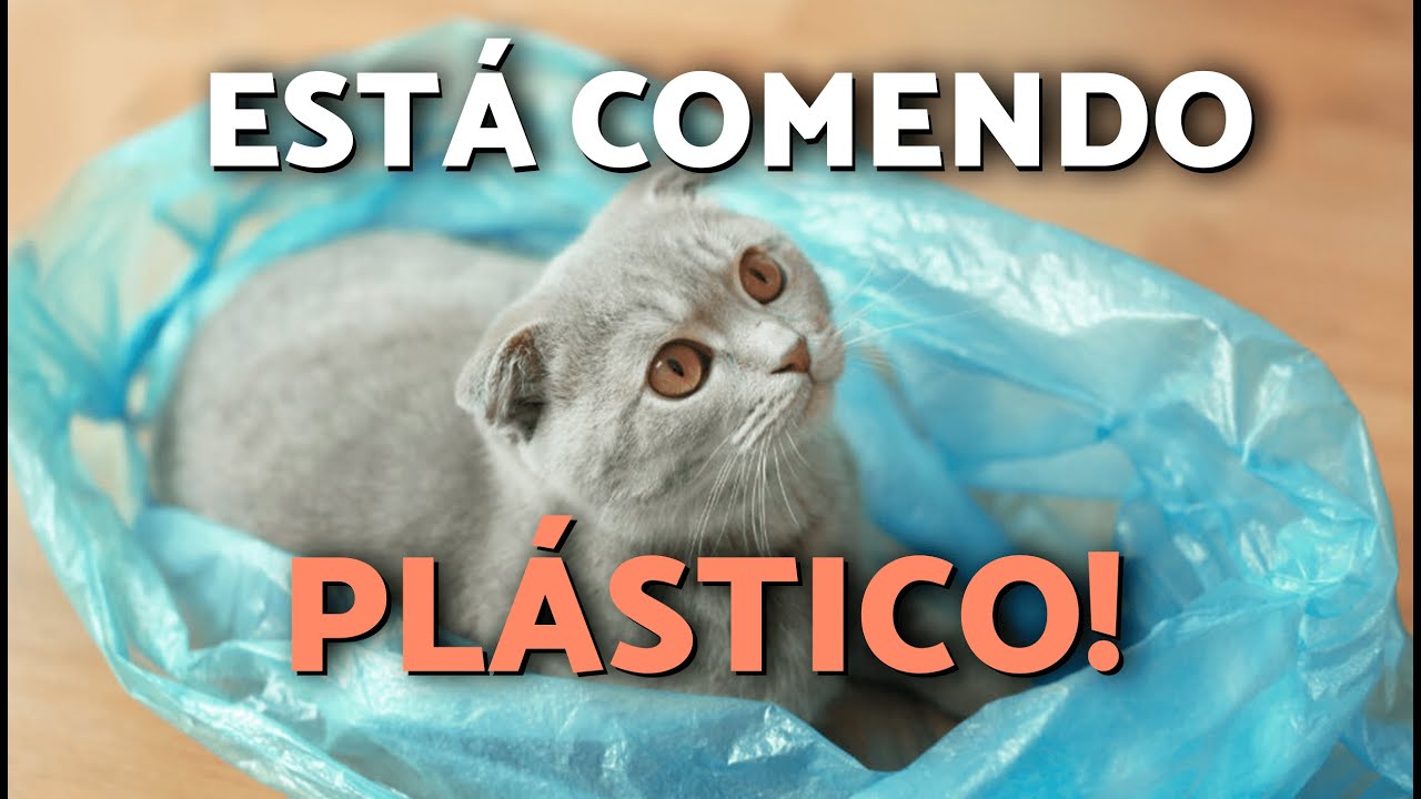 Por que meu GATO COME PLÁSTICO? (8 causas e o que fazer)