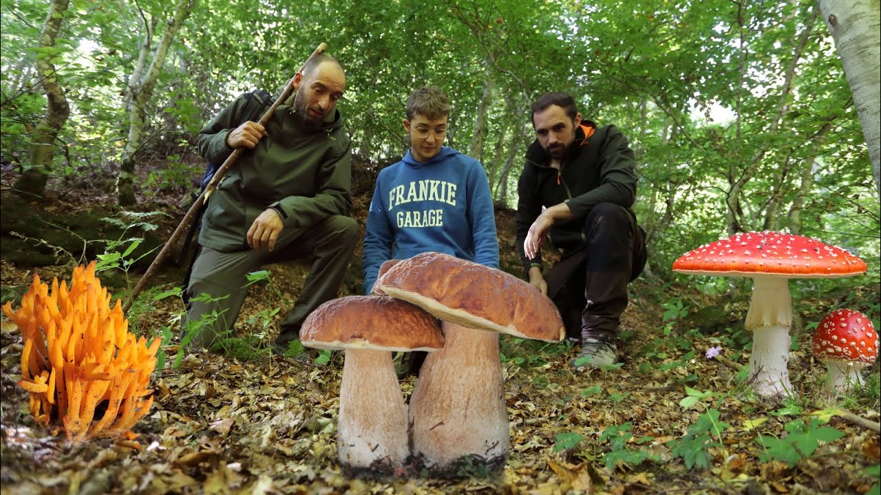 Centinaia di PORCINI: i FUNGHI della faggeta!