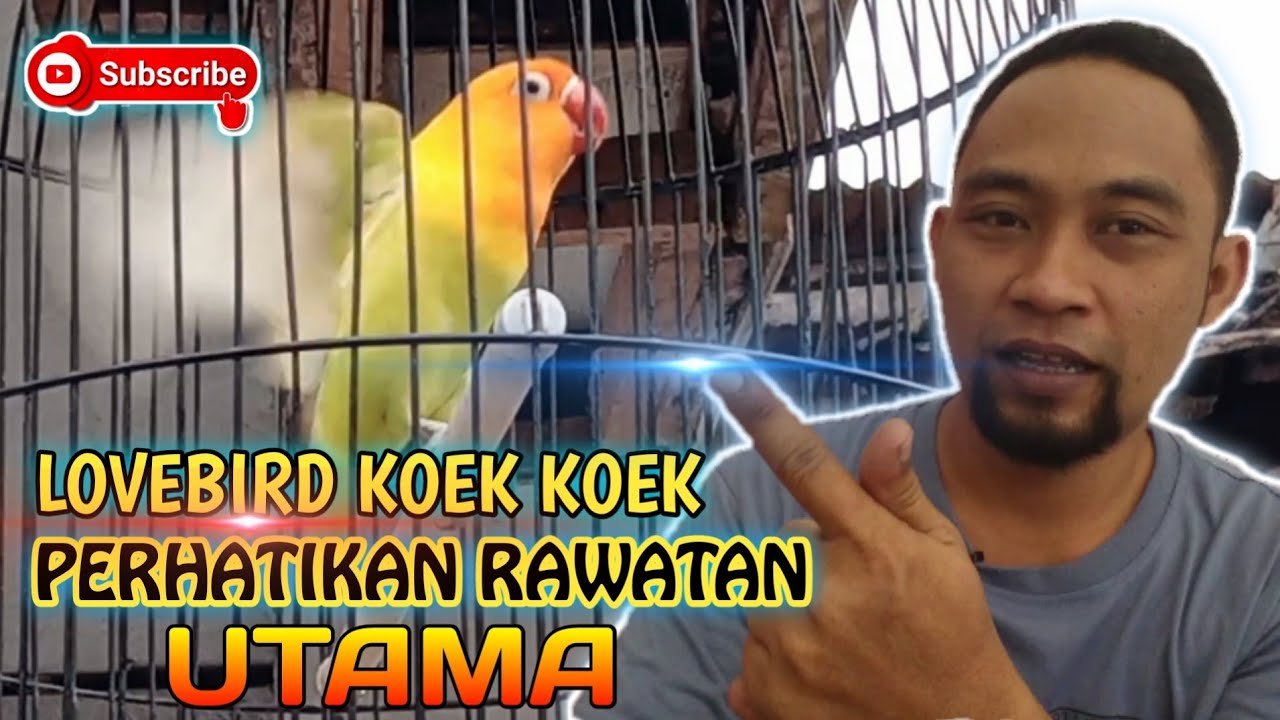 Cara mengatasi lovebird koek koek di gantangan @Rawatan Lovebird Fighter