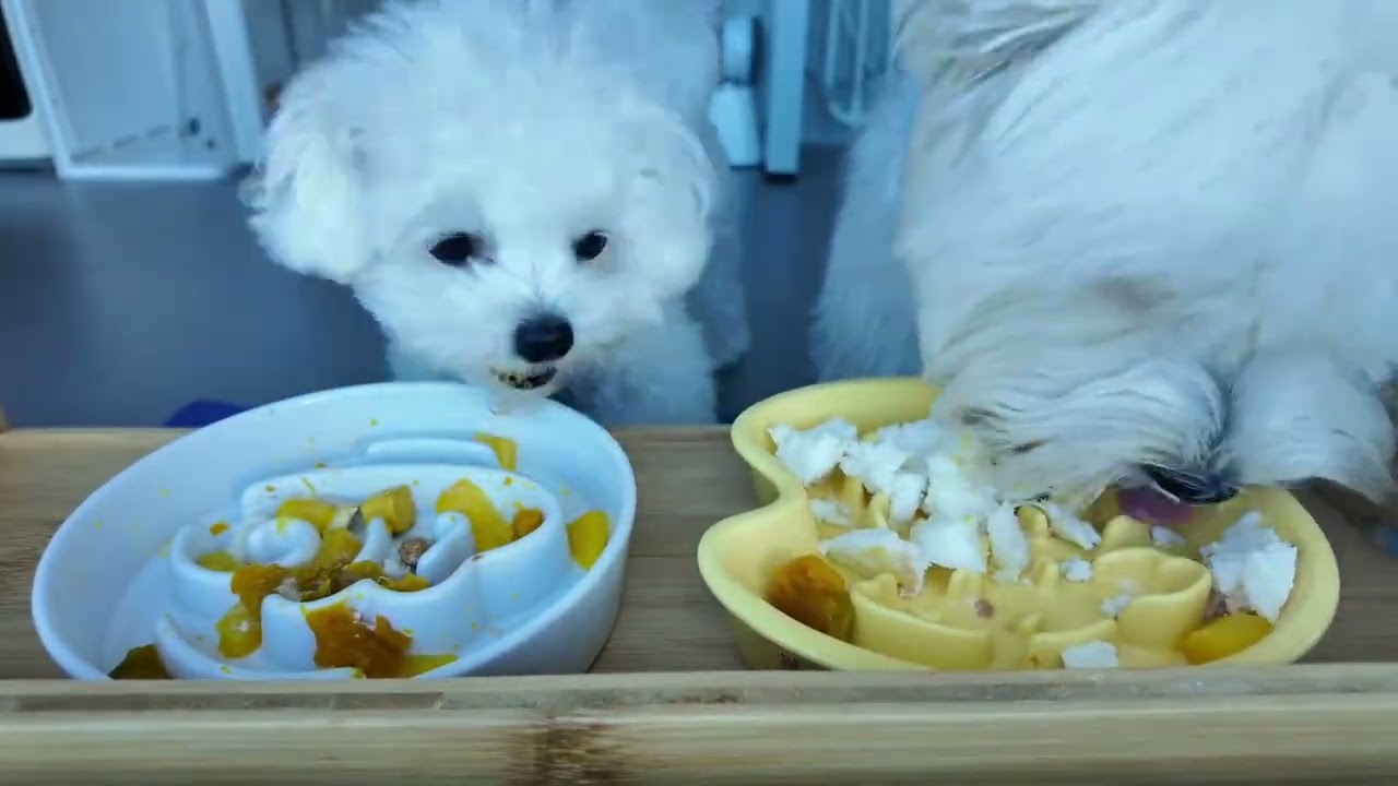 Dog Food Prep & Eating Sounds | Full Immersive ASMR 🐕🥩#dogfeeding #asmr #petcare #trendinganimal