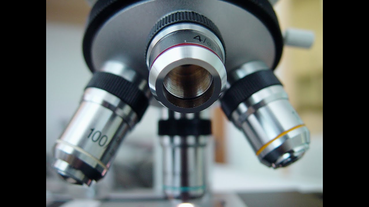 1. hét: Szájüreg, nyelv és nyálmirigyek szövettana.