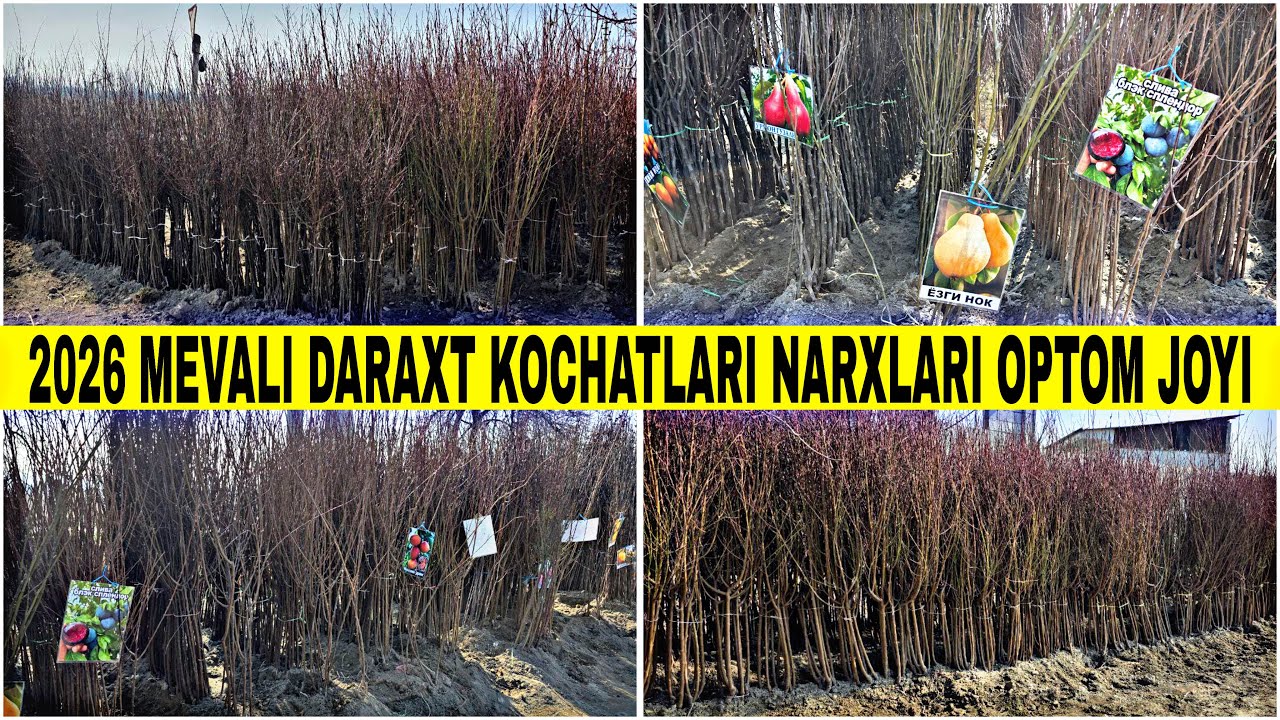 2026 MEVA KOCHATLAR NARXLARI OPTOM JOYI QUVA KOCHAT BOZORI