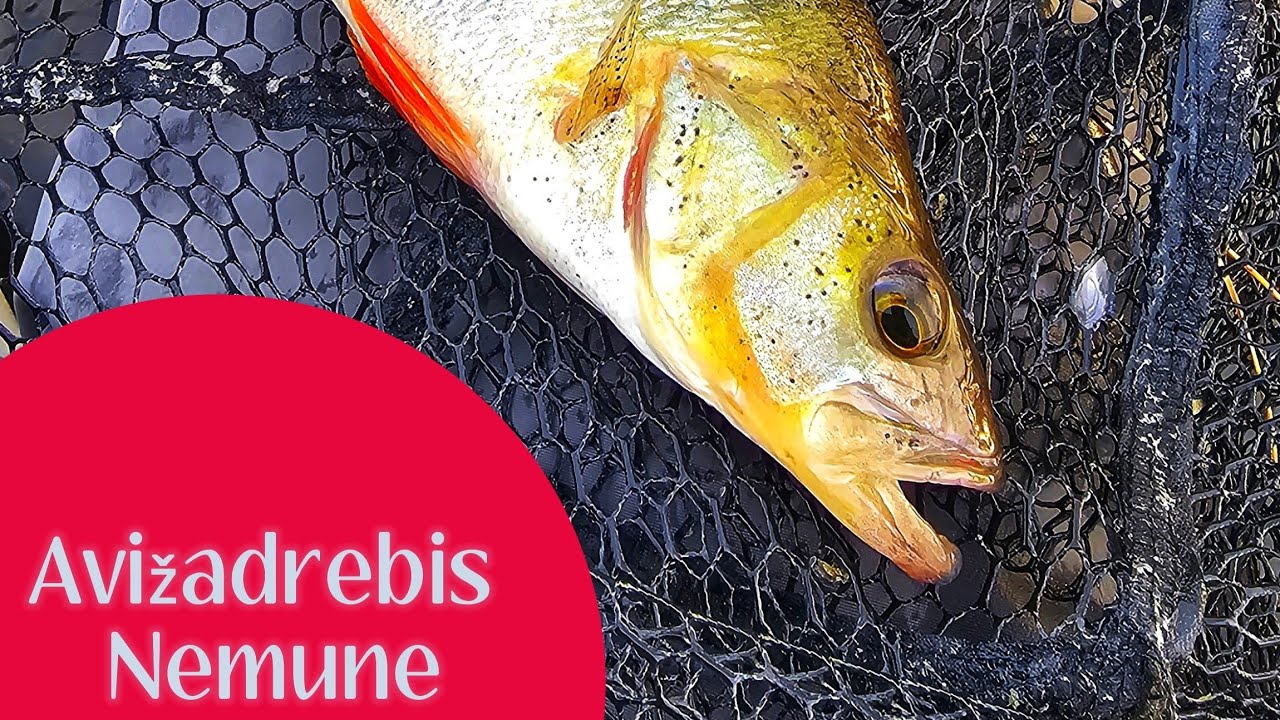 Avižadrebis Nemune