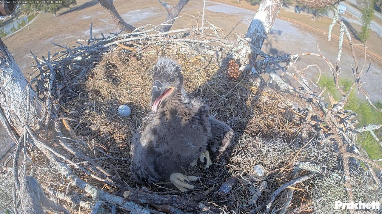 SWFL. E26: It's hot today. I'm 36 days old already. A big, beautiful and curious eaglet 😍/2026-01-23