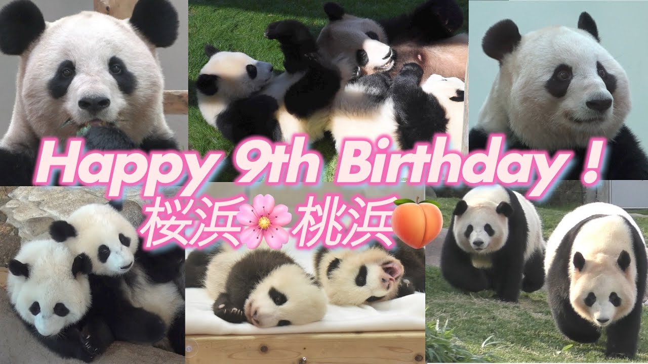 【㊗️９歳！メモリアル🎊】🌸桜浜🍑桃浜🎂お誕生日おめでとう！【ふたごパンダ】Happy 9th Birthday！Ouhin🌸Touhin🍑