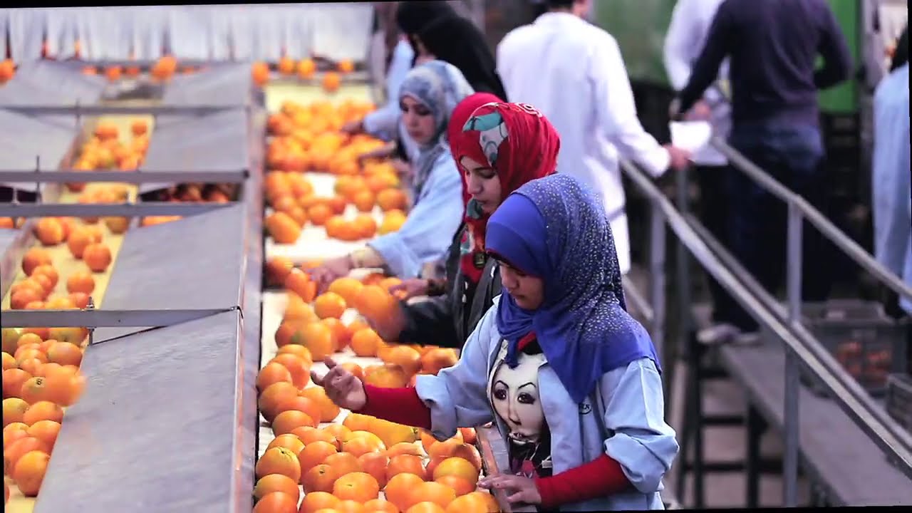 Egyptian Agricultural Exports Penetrate the World