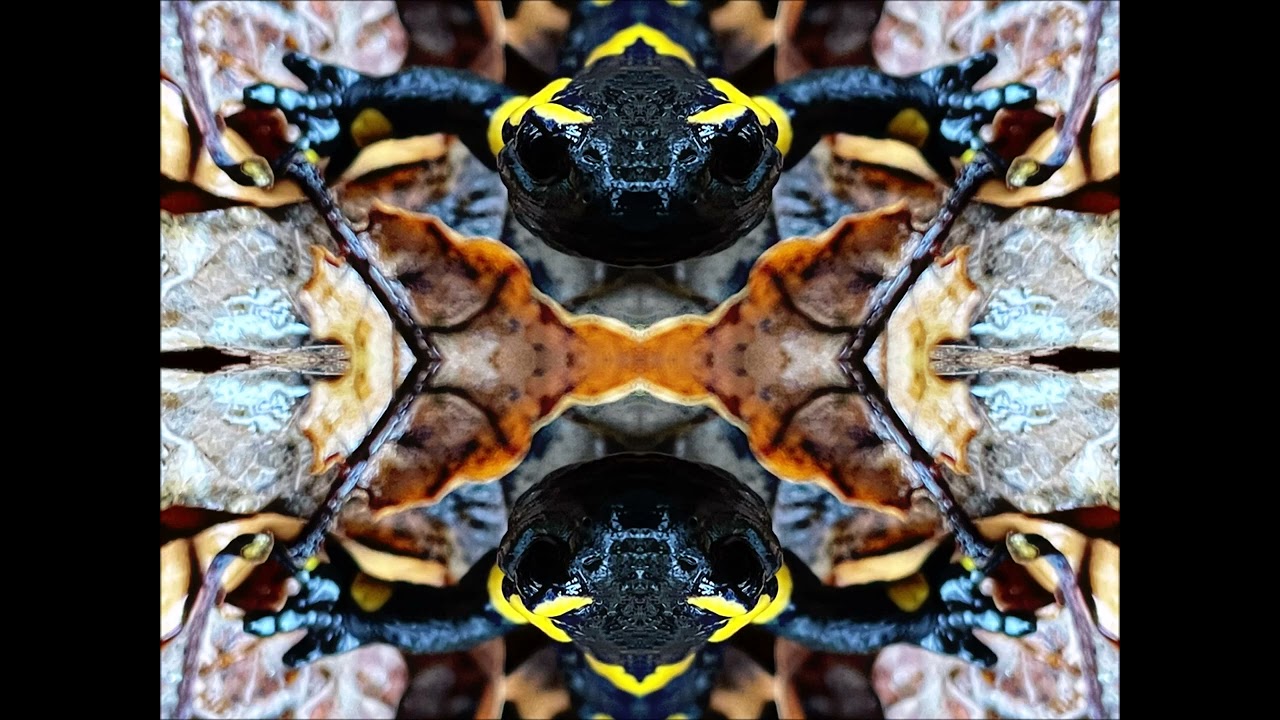 Psy Salamanda MIx