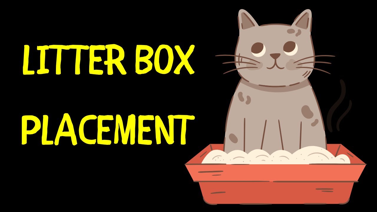 Where Should I Put My Cat's Litter Box? | Litter Box Placement