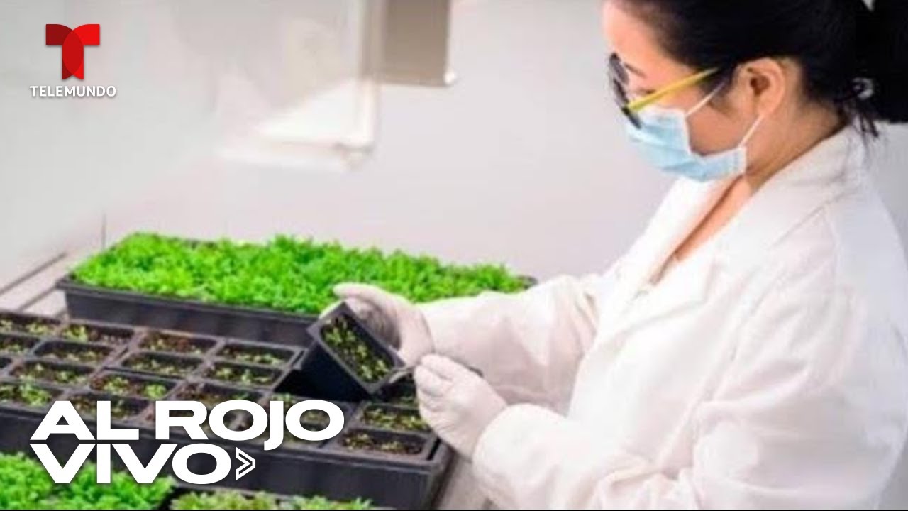 Bromatolog&iacute;a: Conoce la ciencia que estudia los alimentos y su importancia