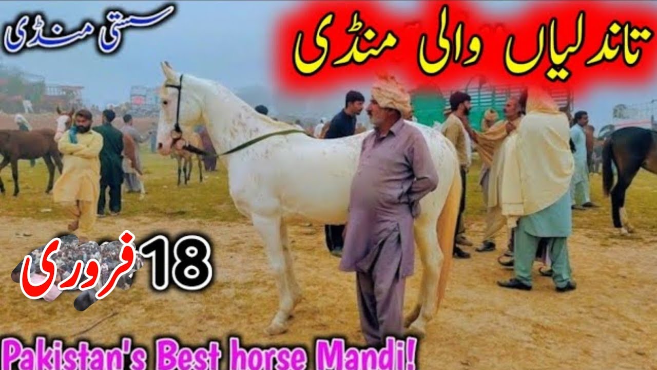 Ghoda Mandi Tandlianwala 2026 | Desi Horses for Sale | Pakistan Horse Market