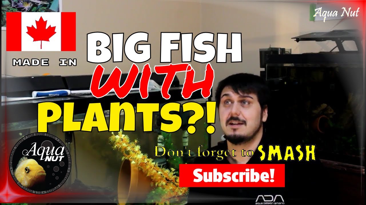 Big, Aggressive Cichlid in a PLANTED Tank?! Planning our Mega Aquascaping Build