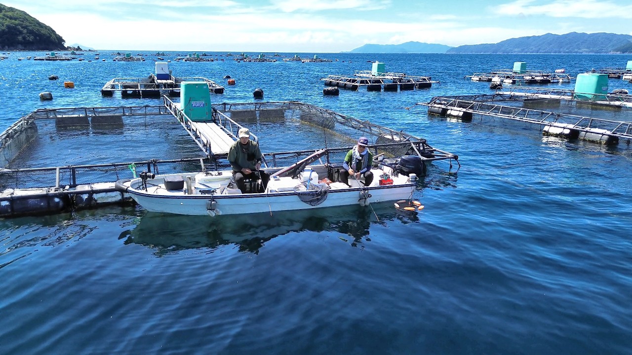 【宿毛湾】チヌの聖地でかぶせ釣りしたらバラシスタ史上最大の魚が…