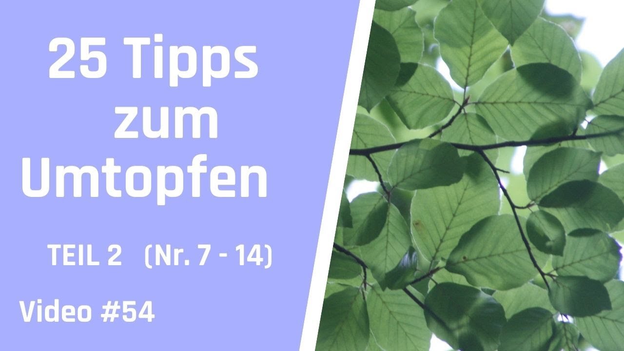 25 Tipps f&uuml;r Anf&auml;nger: So gelingt das Umtopfen deines Bonsai erfolgreich - Teil 2