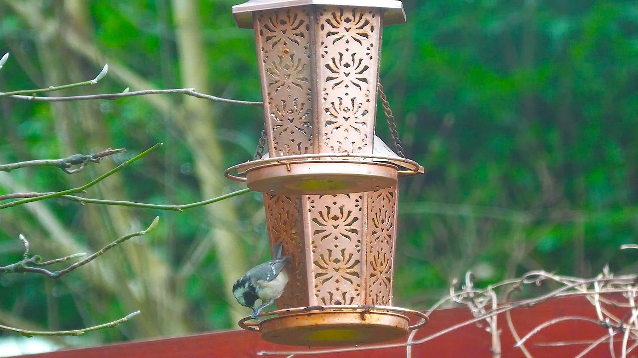 🦅Sights and sounds of wildlife Dunoon.🐿️​