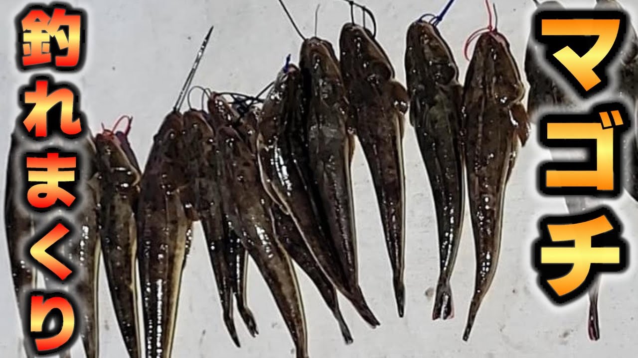 もう何やってもマゴチ釣れちゃう。