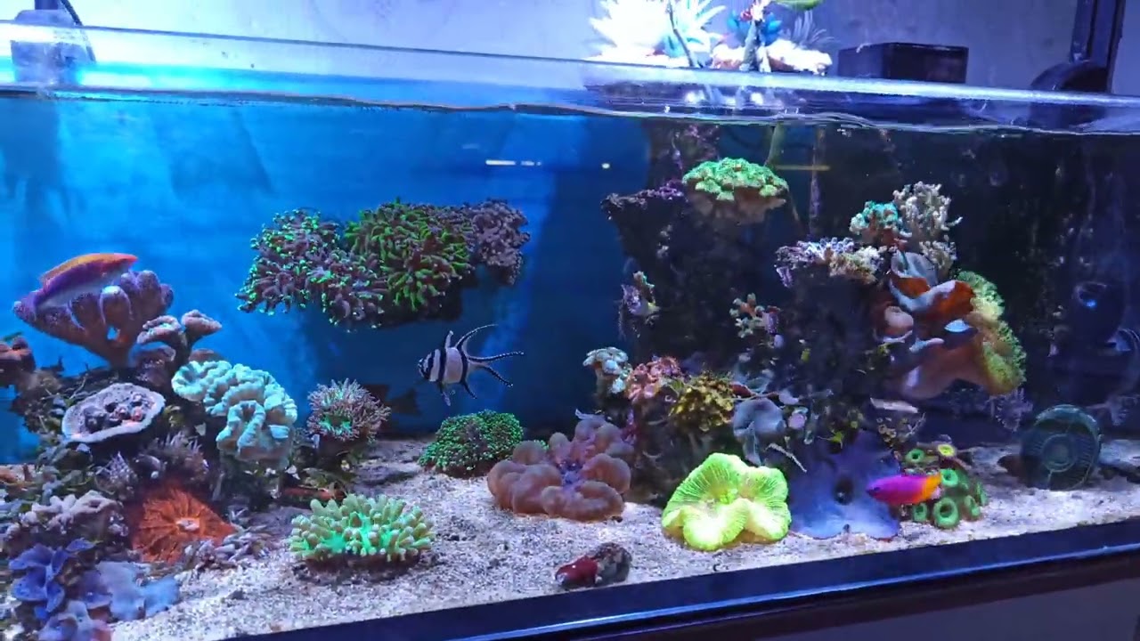 Mein Shallow Reef Meerwasser Aquarium 🐠🦑🐙 Glasrosen bekämpfen🦀🐟
