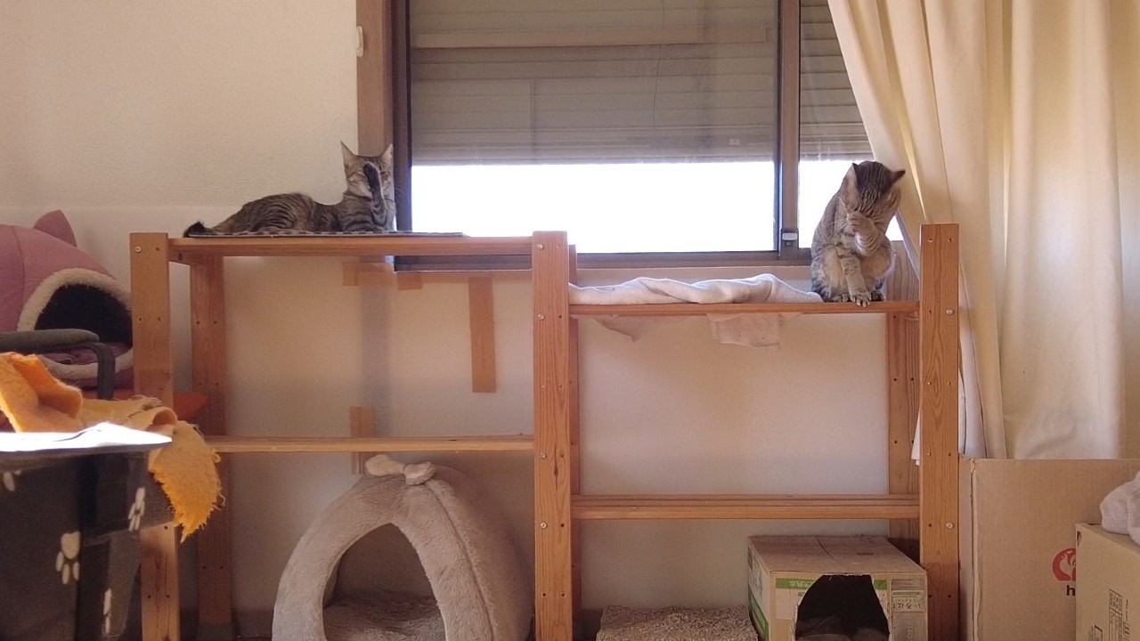 Chilling with cats
