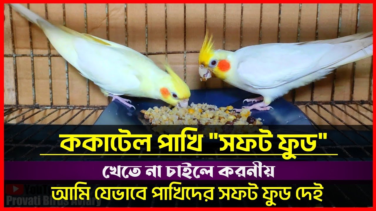 ককাটেল পাখি সফট ফুড খেতে চায়না | যেভাবে পাখিকে সফট ফুড খাওয়া শিখাবেন | আমি যেভাবে পাখিকে সফট ফুড দেই