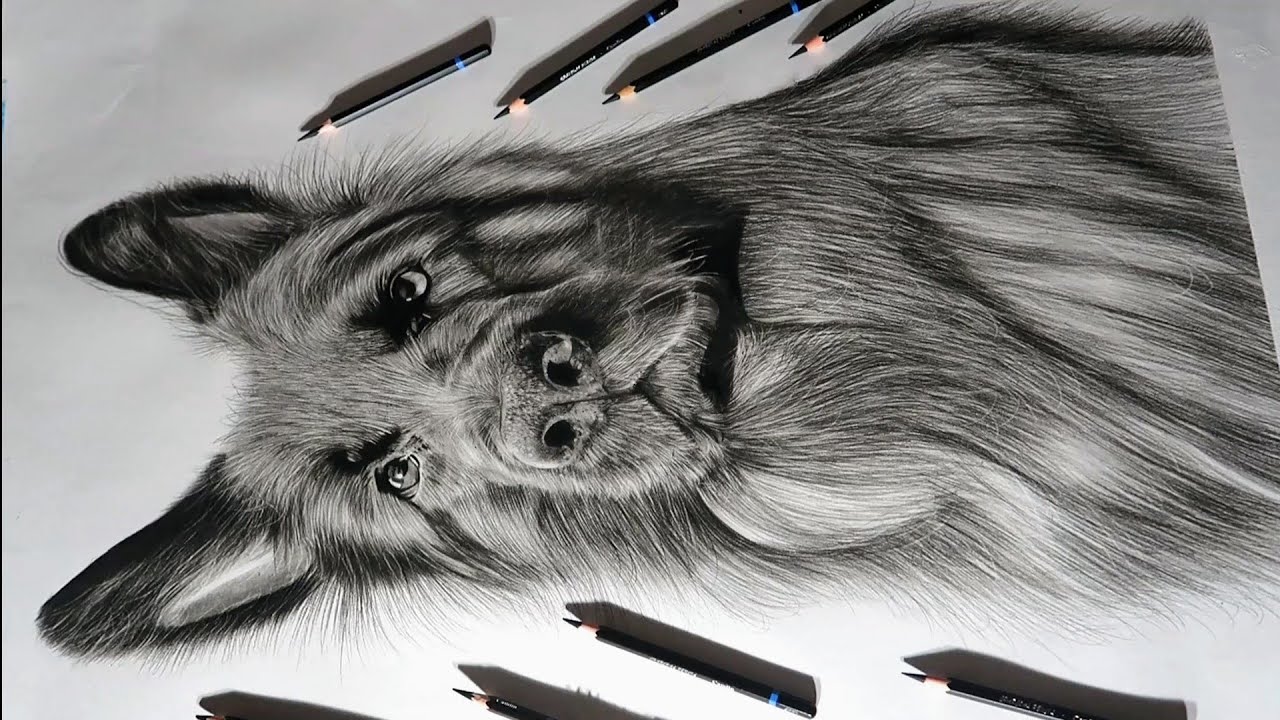 Charcoal Drawing Of Dog 😍 A1 Size