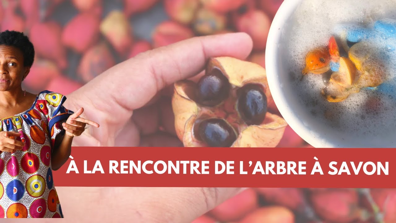 Je te montre enfin l'arbre qui fabrique du savon! Blighia sapida
