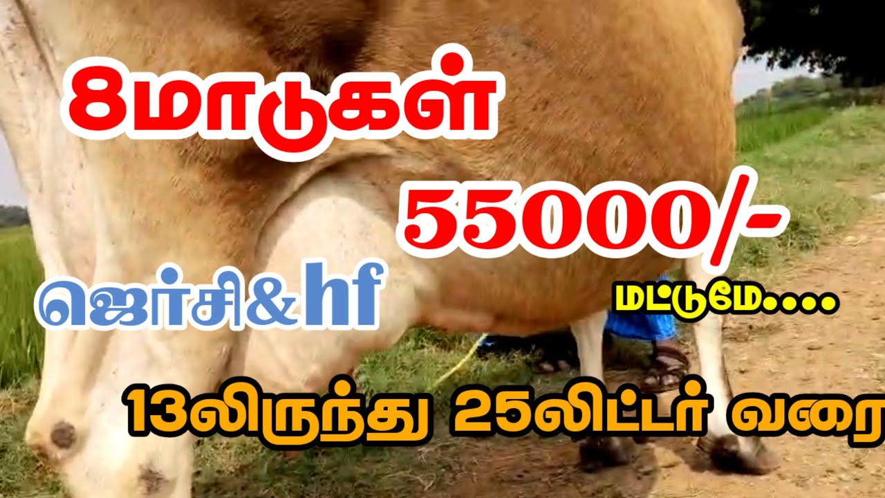 ஆரம்ப விலை 55000லிருந்து 8மாடுகள் ஒரே இடத்தில் விற்பனைக்கு வந்துள்ளது 13-25லிட்டர் வரை கறவை திறன் 
