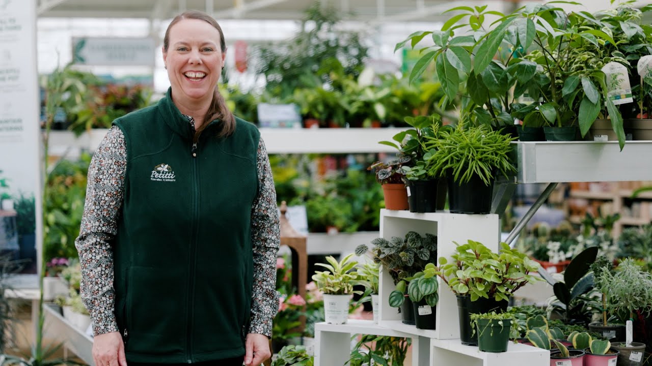 PETITTI Peperomia Spotlight | How to Grow, Propagate & Care For Baby Rubber Plant