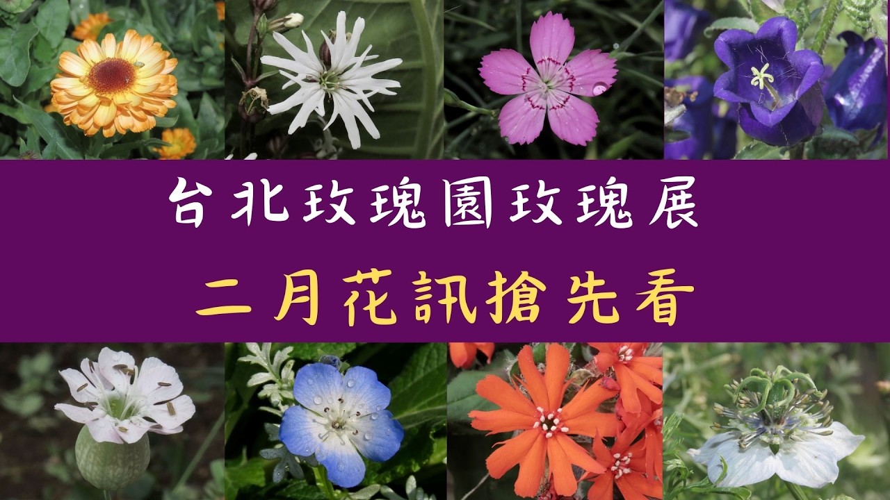 搶先看！台北玫瑰園三月玫瑰展前佈置，很多美麗少見的新花陸續到場，現在去不用人擠人，一定不要錯過！