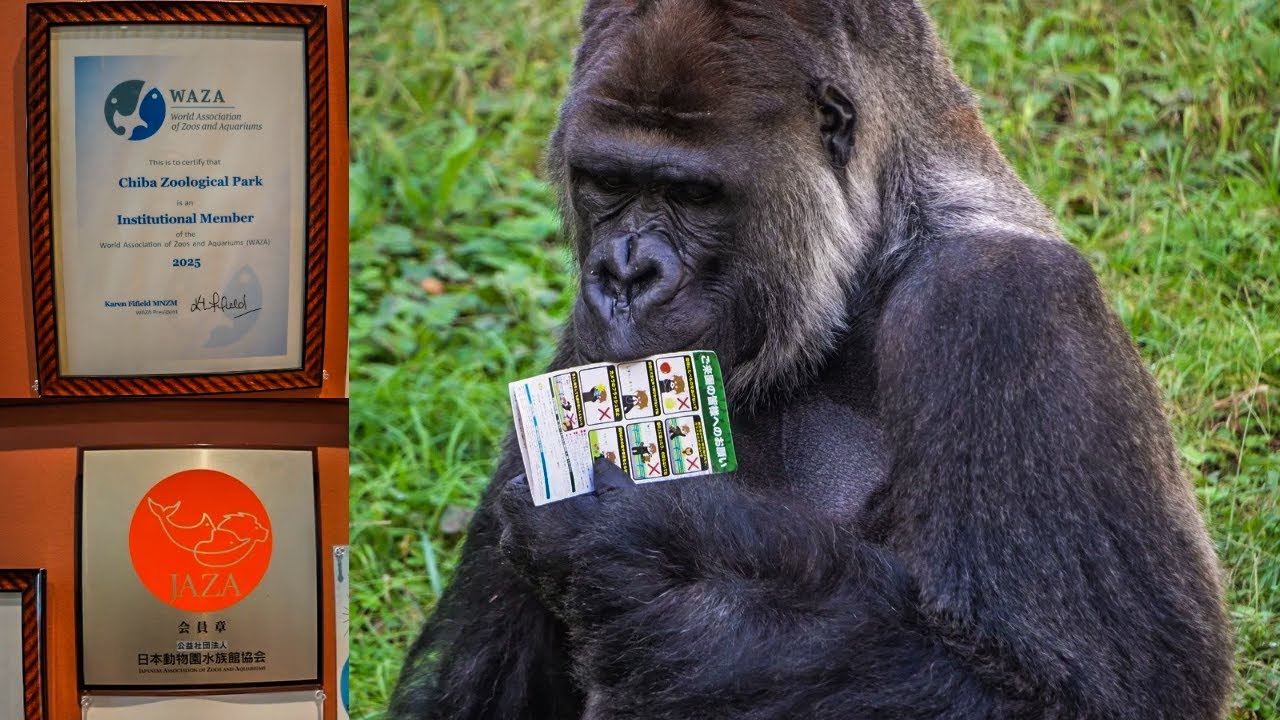 Pending issues of Gorilla Care at Chiba Zoo: Monta's case #WAZA #JAZA #千葉市
