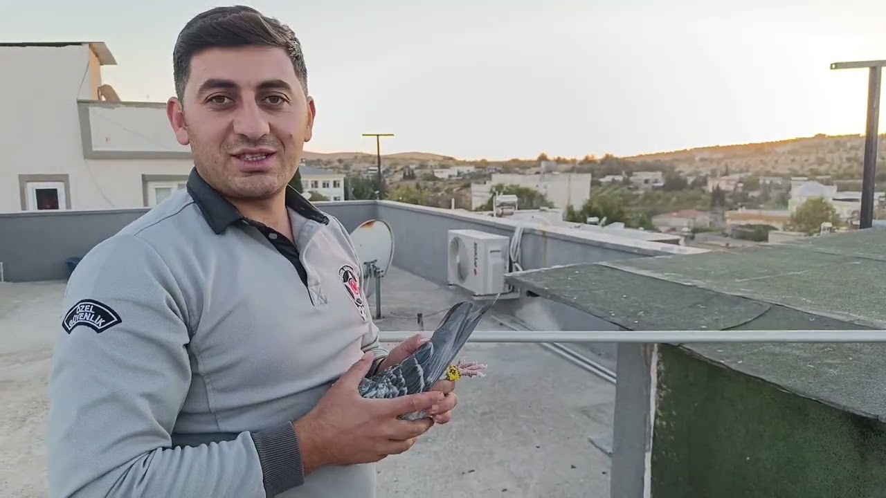 KARIŞMAYA GEÇ KALDIK KUŞLAR HAKKINI VERDİ YİNEDE (MEHMET ÜNLÜ) #güvercin #pigeon #postagüvercini
