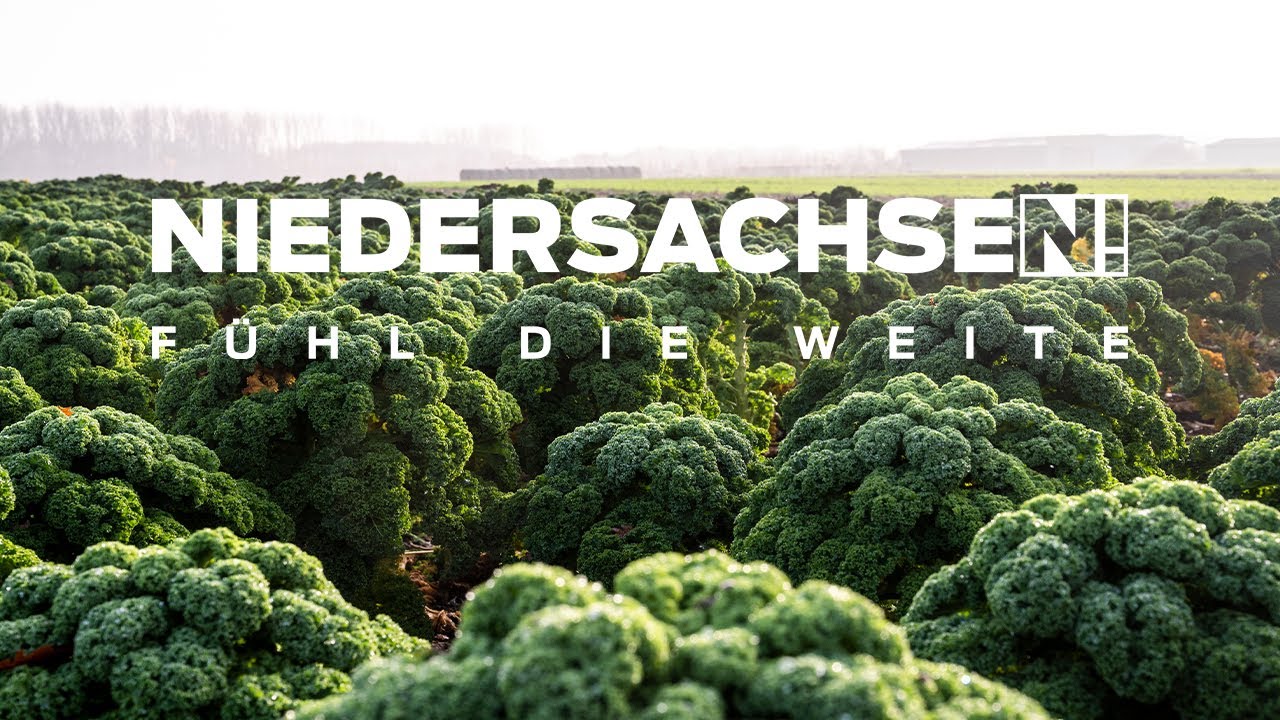 Grünkohl in Niedersachsen: Traditionsgericht und Superfood