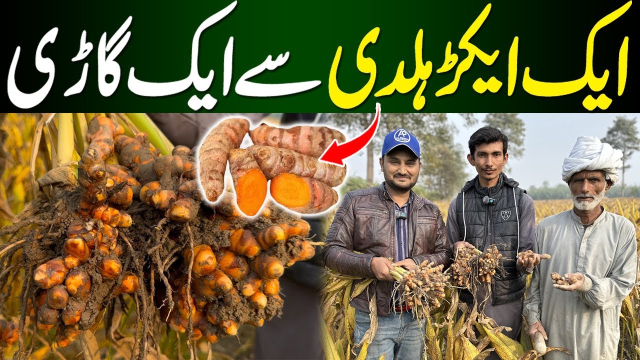 Proper Haldi Farming in Pakistan | Haldi Farming in Kasur |