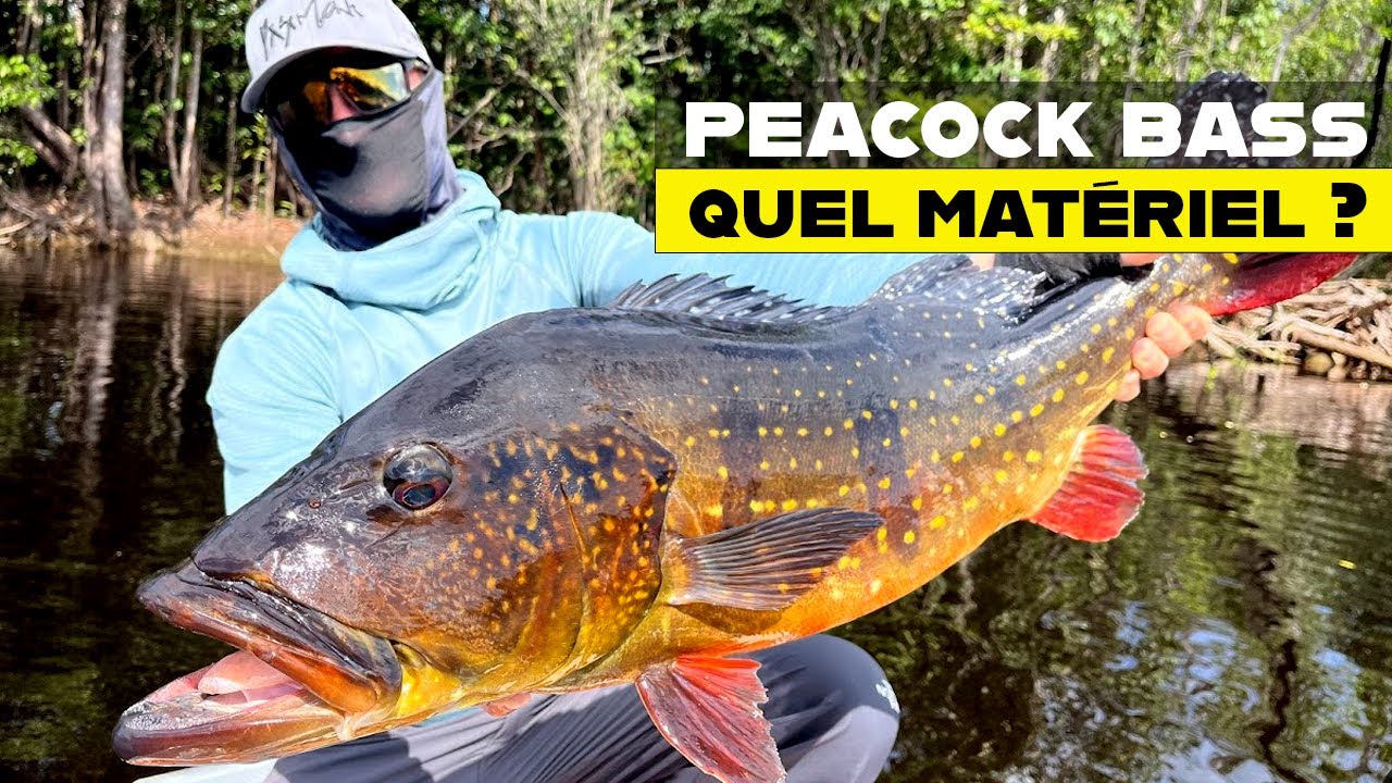 Partir pêcher le PEACOCK BASS en Amérique du Sud : quel matériel ?