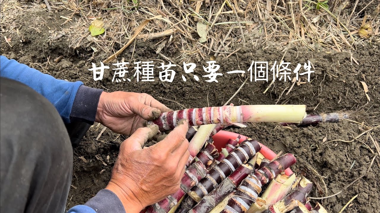 【種甘蔗】種苗只要滿足一個條件