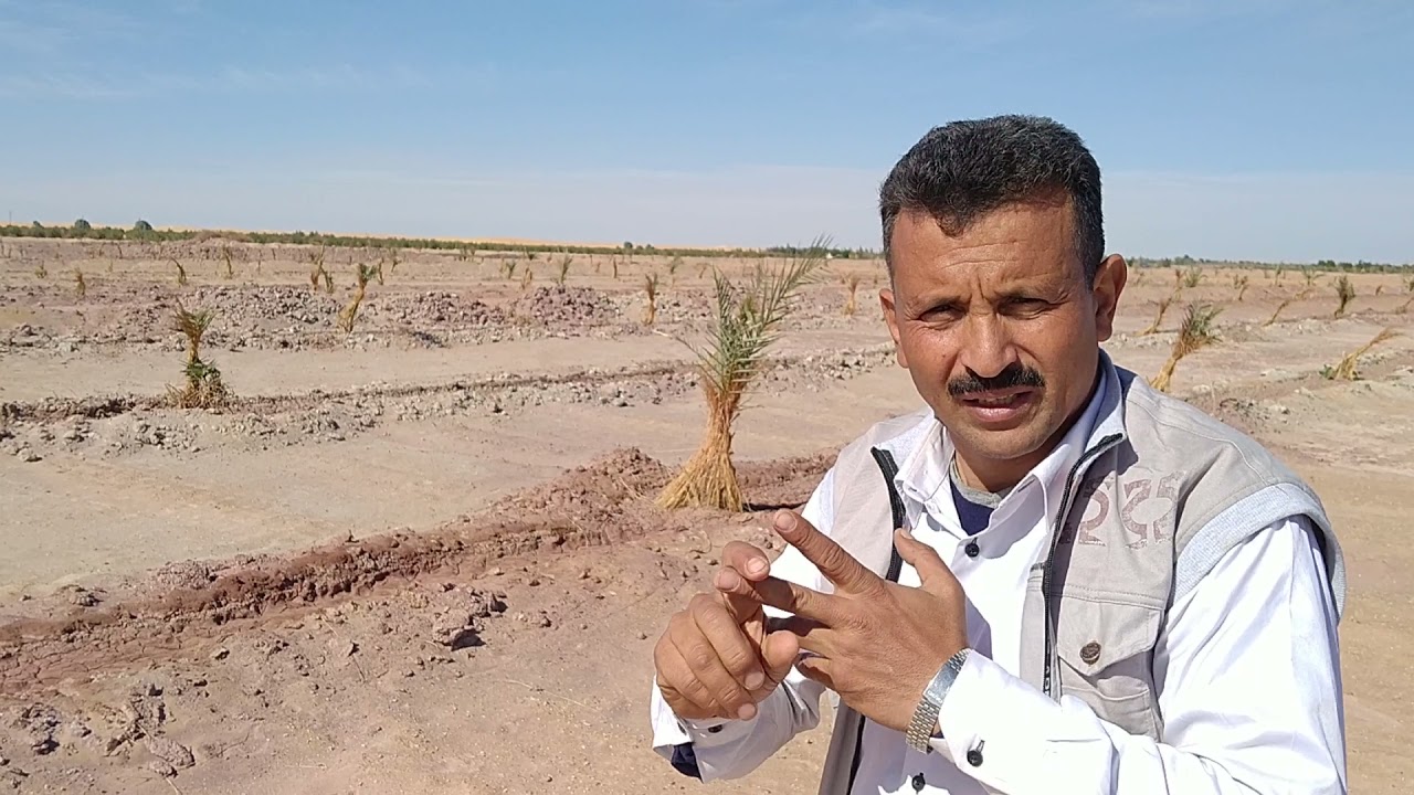 لقاء مع المهندس رضا فى مزارع النخيل بالوادي الجديد الخارجه01284809210