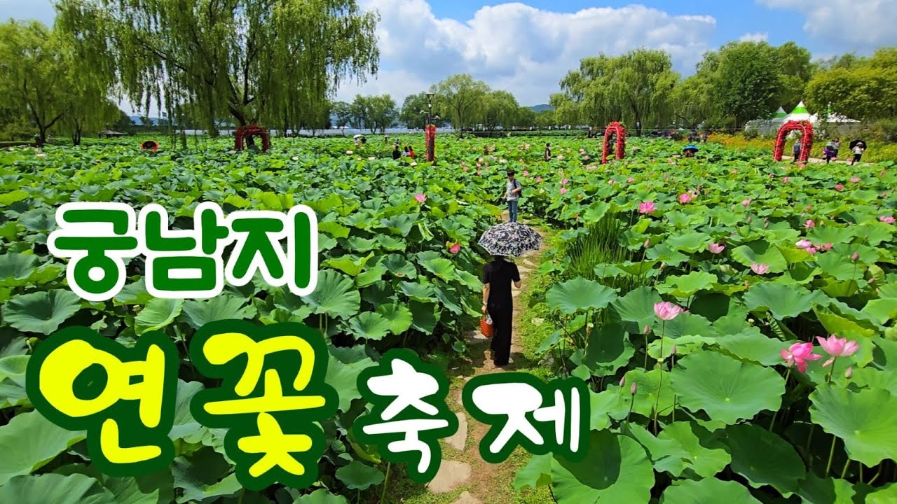서동 연꽃축제｜부여 서동공원, 궁남지｜궁남지 연꽃축제, 부여 여행, 충남 여행, 여름여행, 여름축제