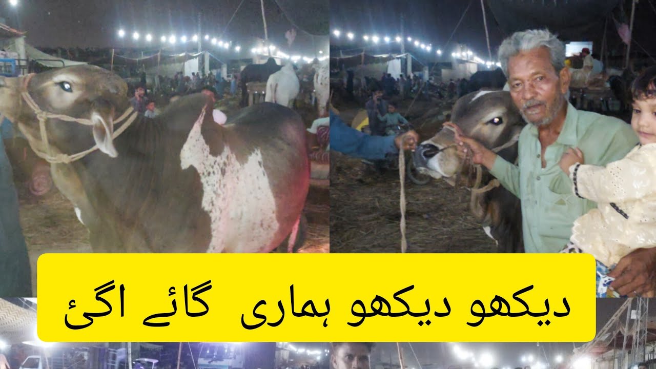 mandi me houa bura hal🦬bhag gayi